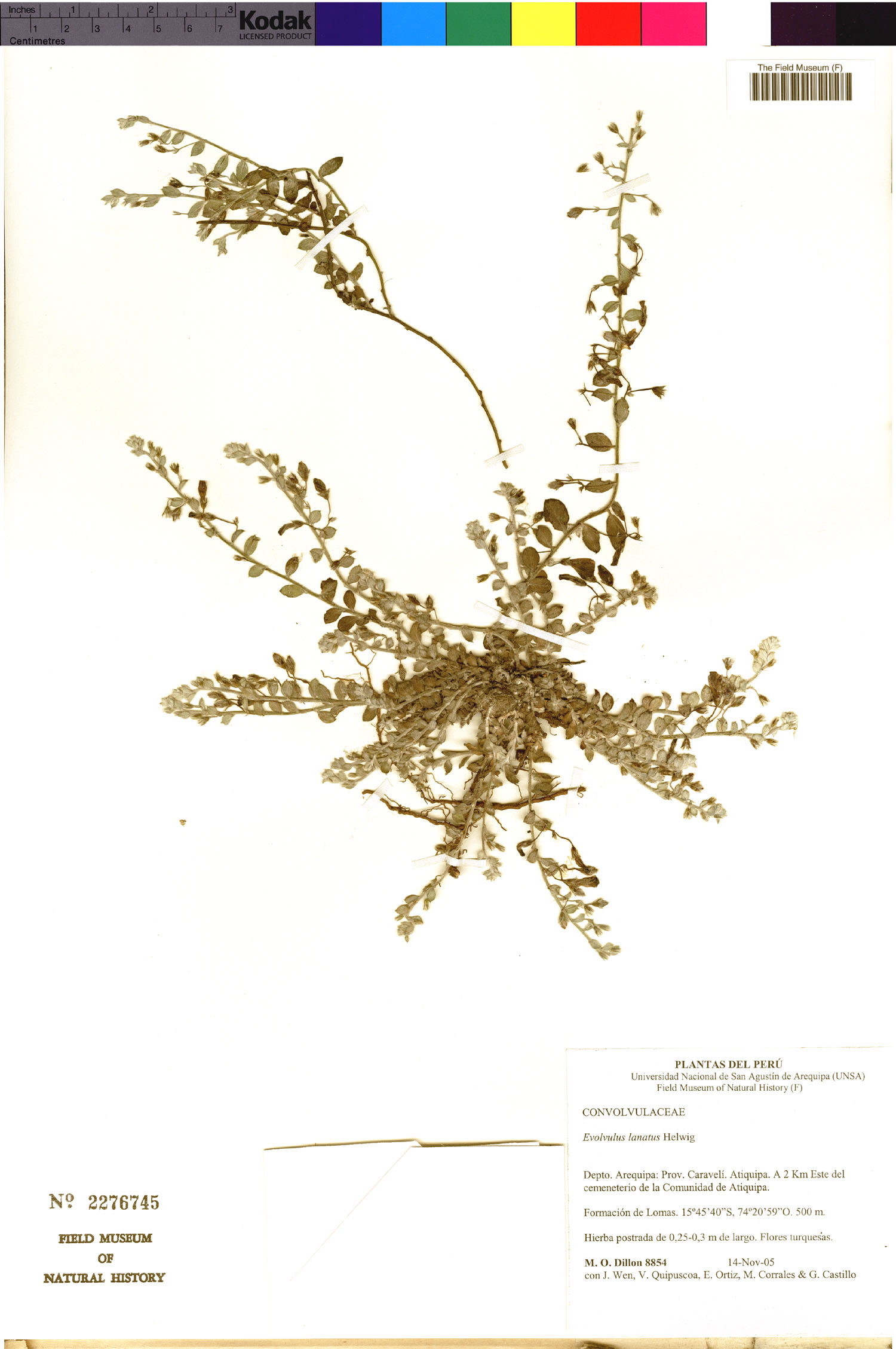 Evolvulus lanatus image