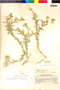 Mathewsia auriculata image
