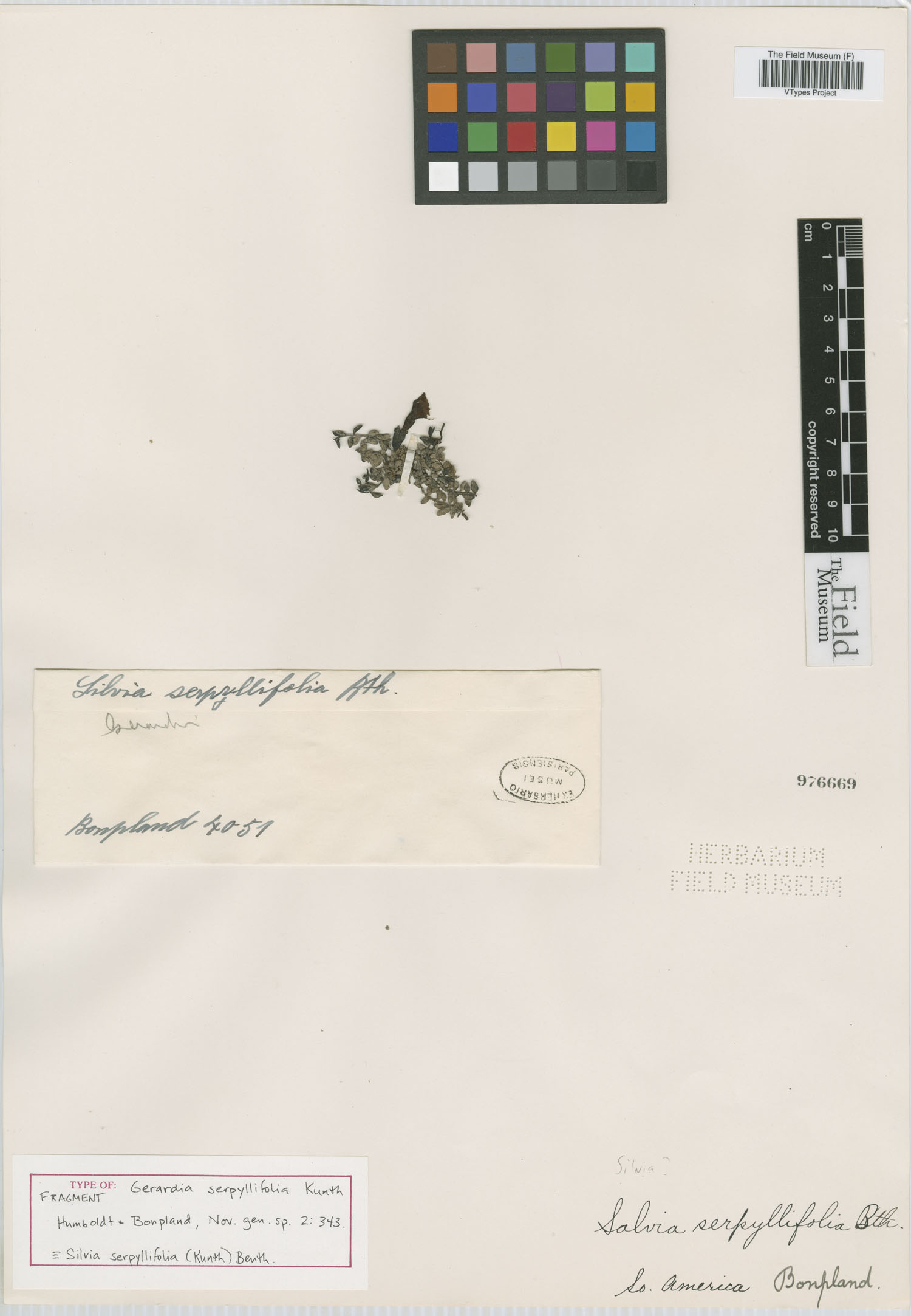 Silviella serpyllifolia image