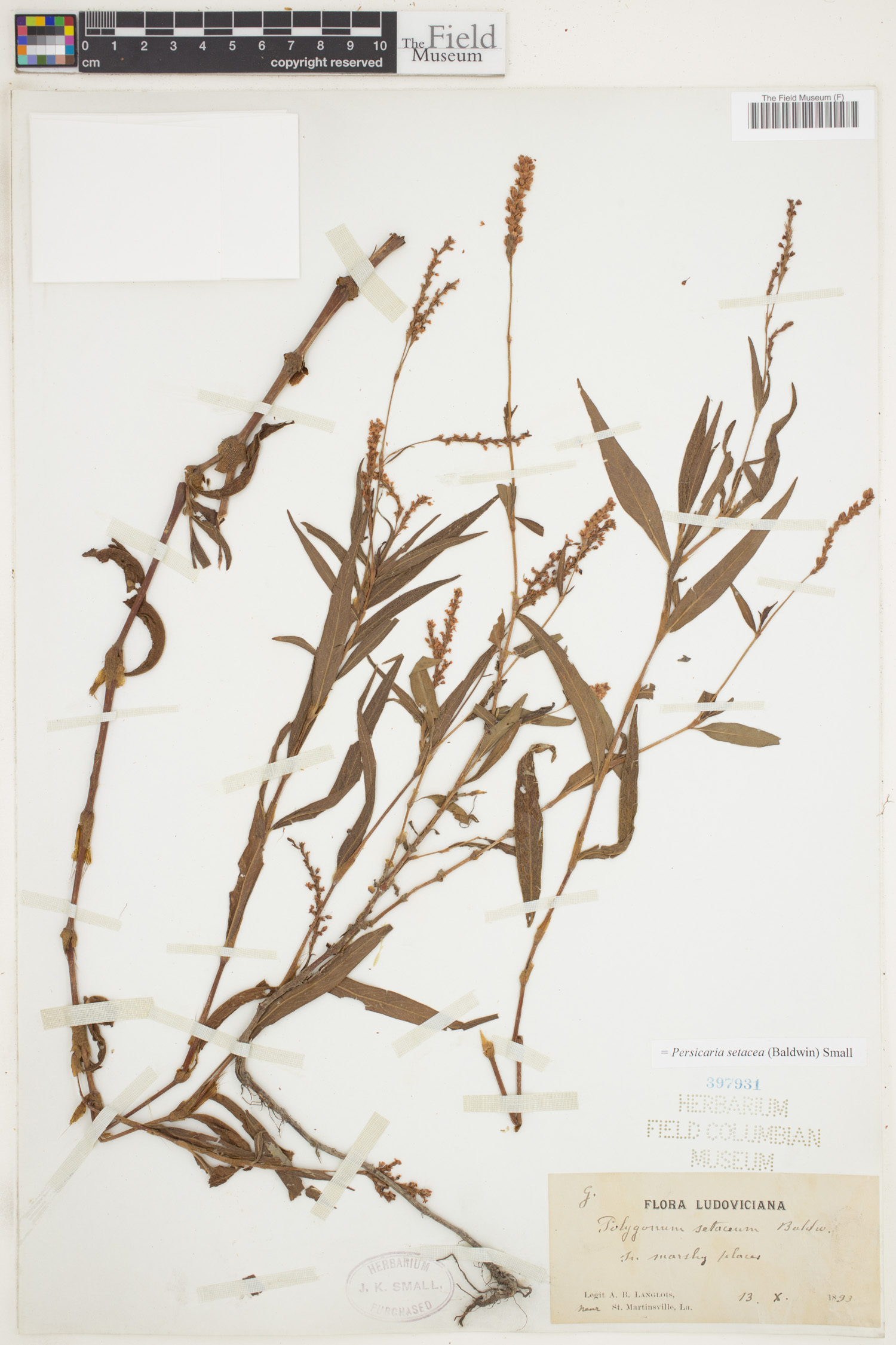 Persicaria setacea image