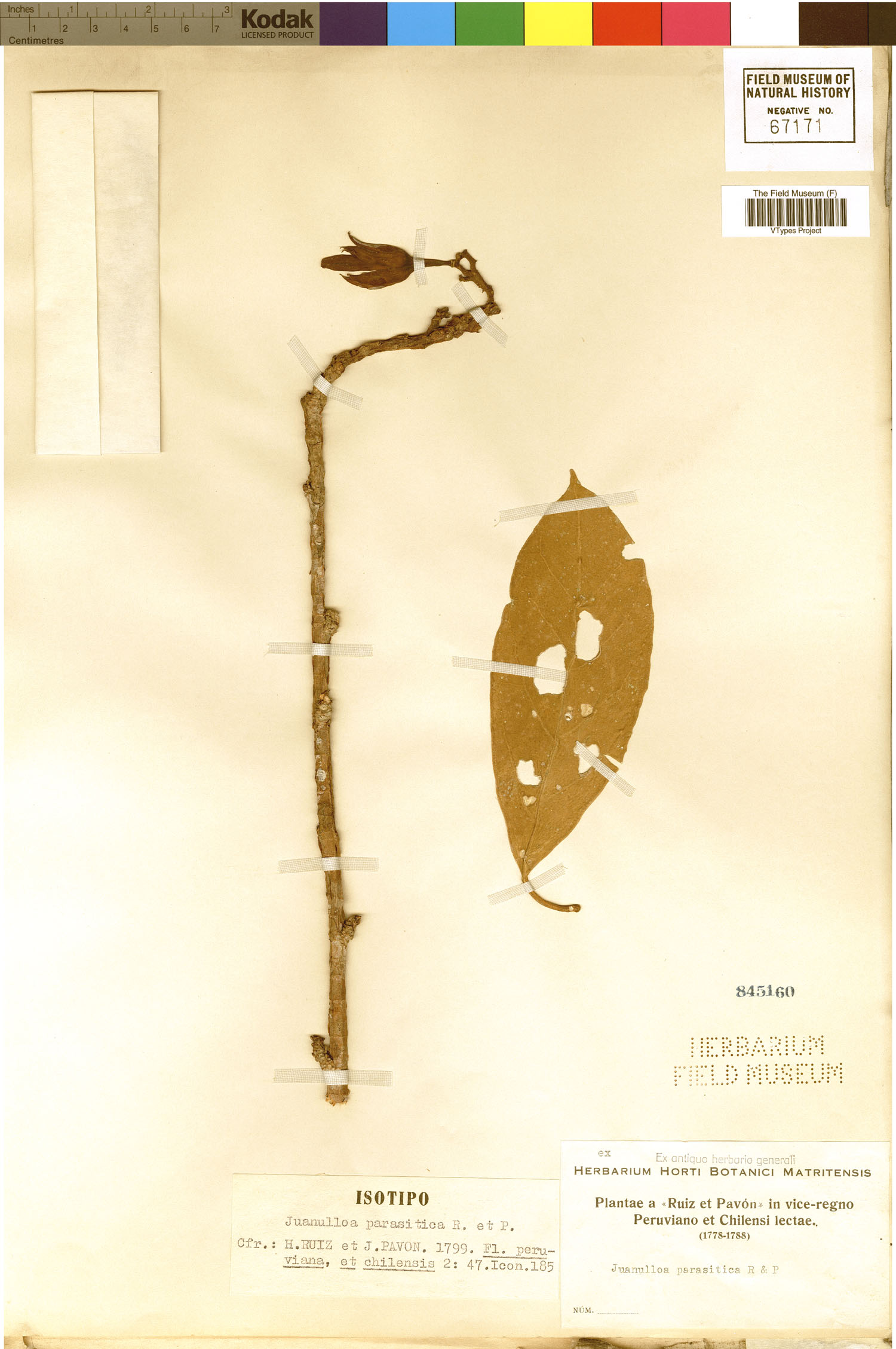 Juanulloa parasitica image