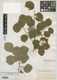 Crataegus gaultii image