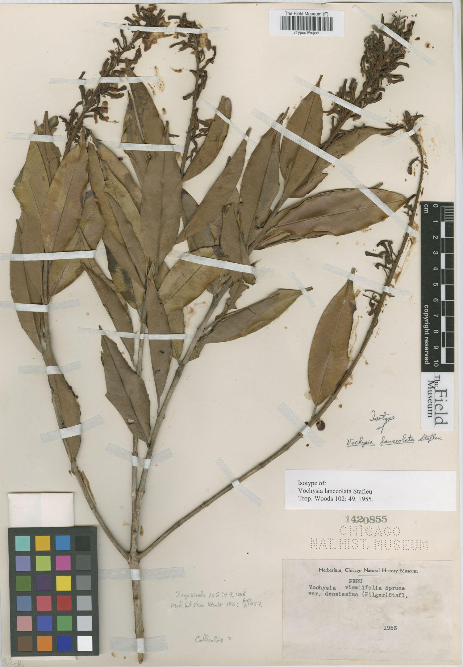 Vochysia lanceolata image