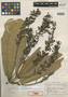 Vochysia lomatophylla image