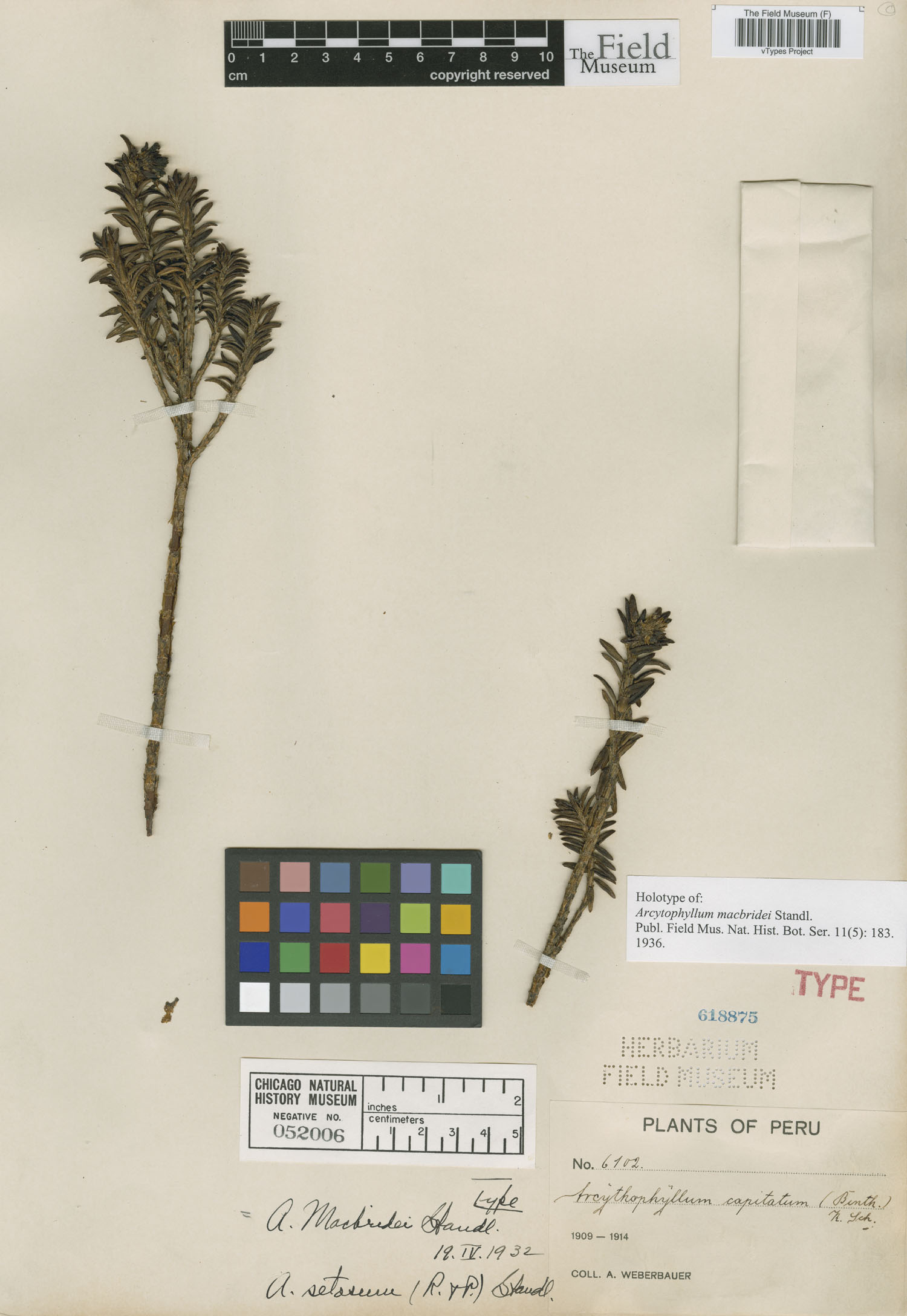 Arcytophyllum macbridei image