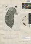 Cephaelis affinis image