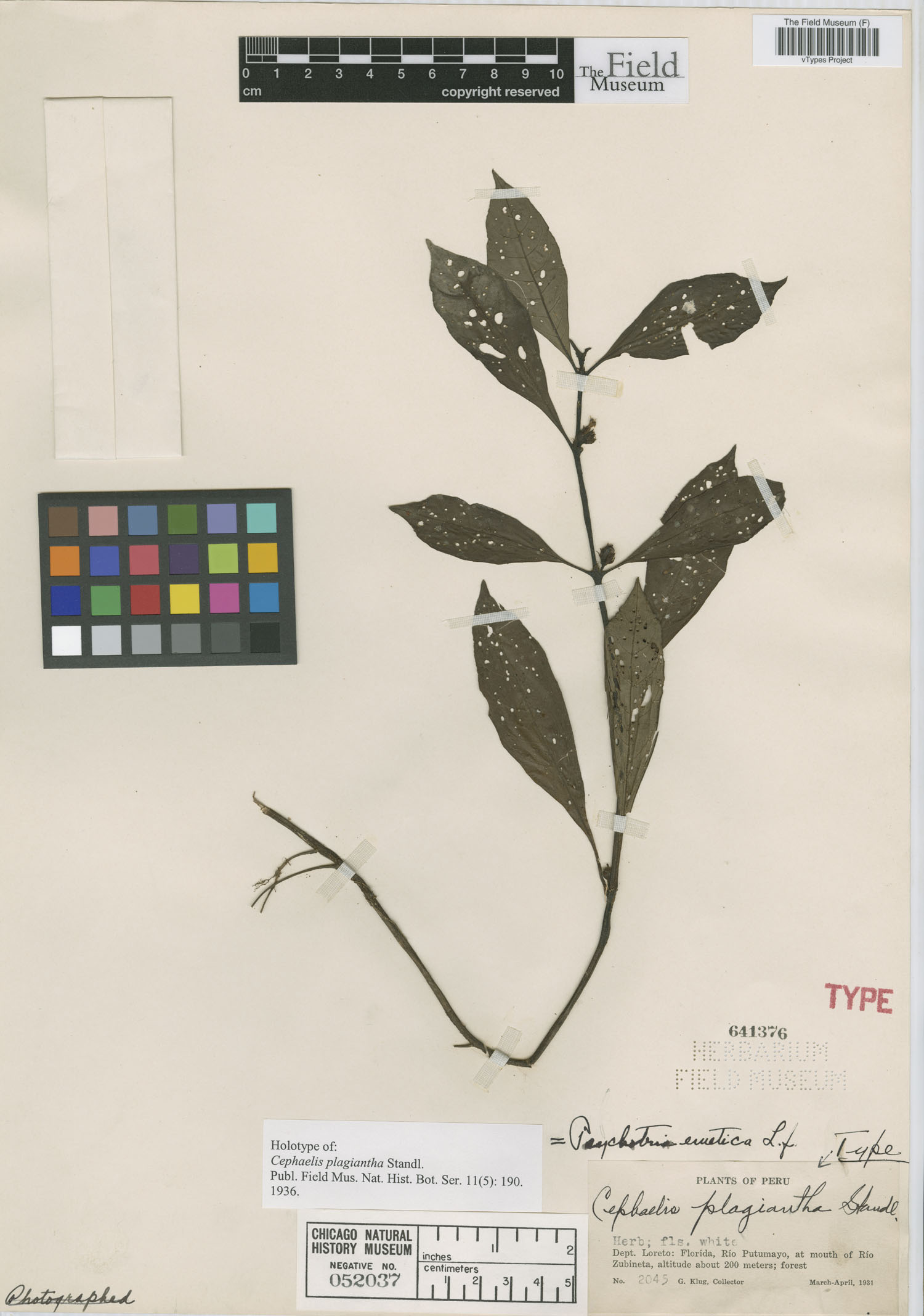 Notopleura plagiantha image