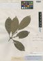 Cephalanthus peruvianus image