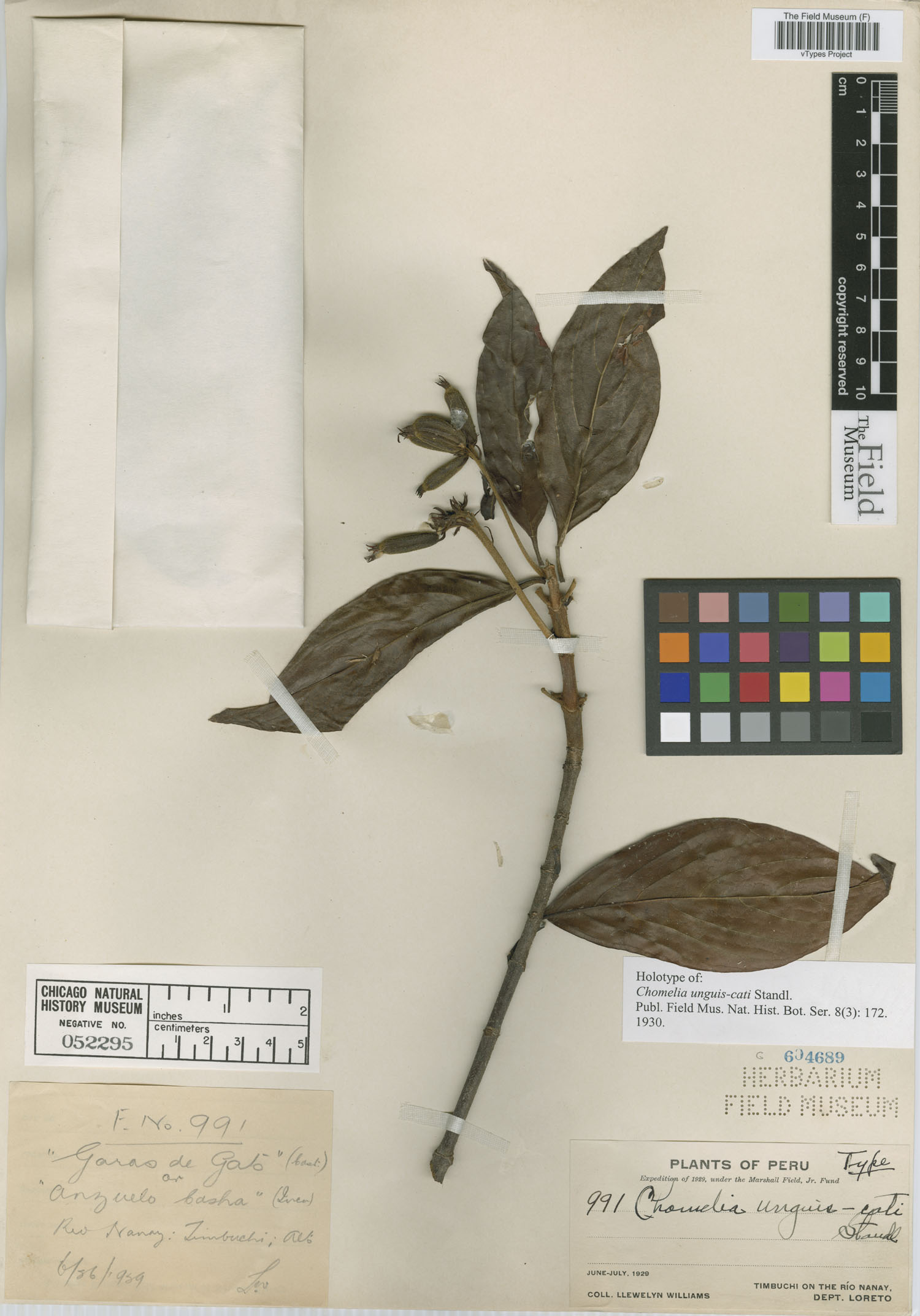 Chomelia unguis-cati image
