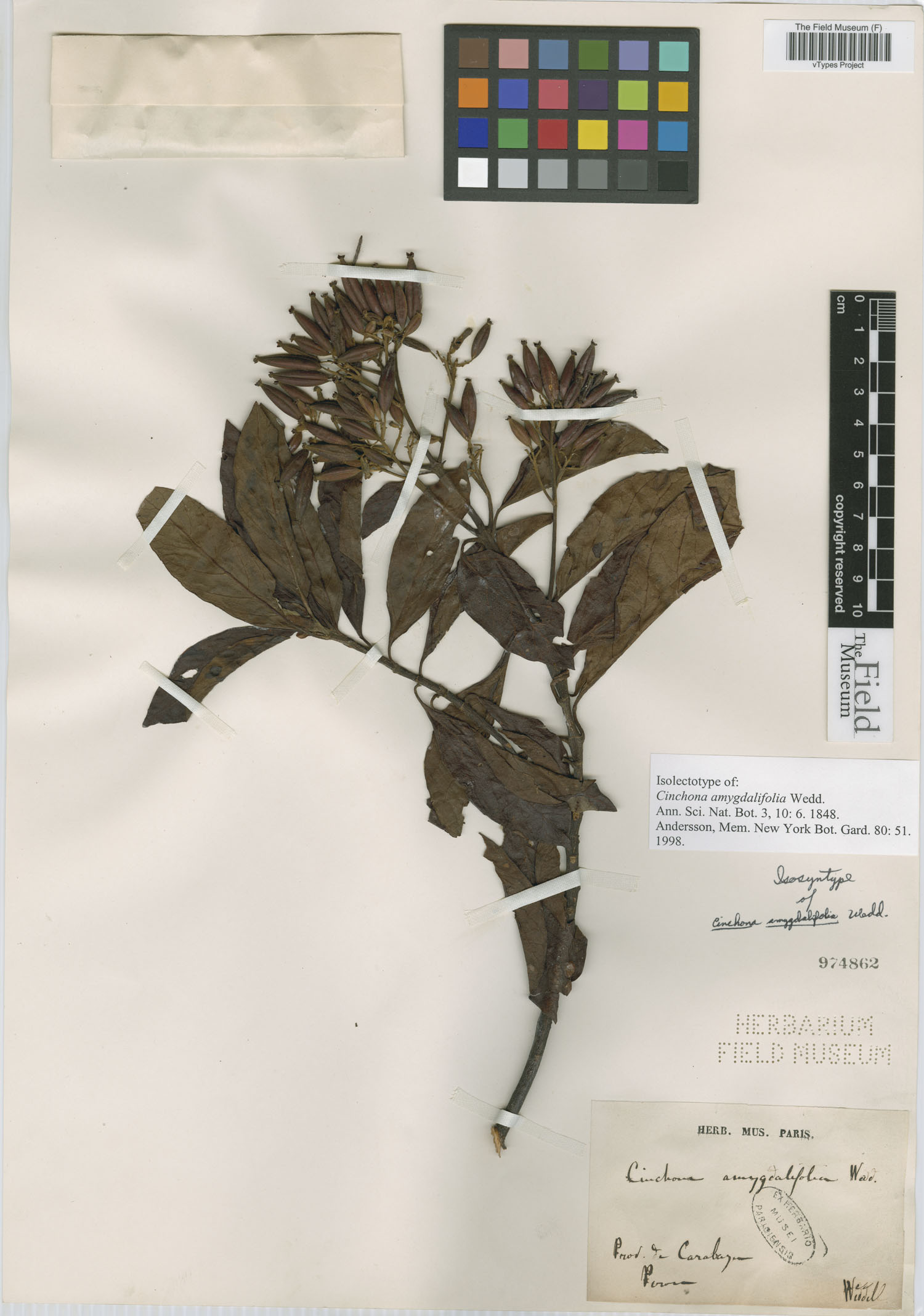 Cinchona amygdalifolia image