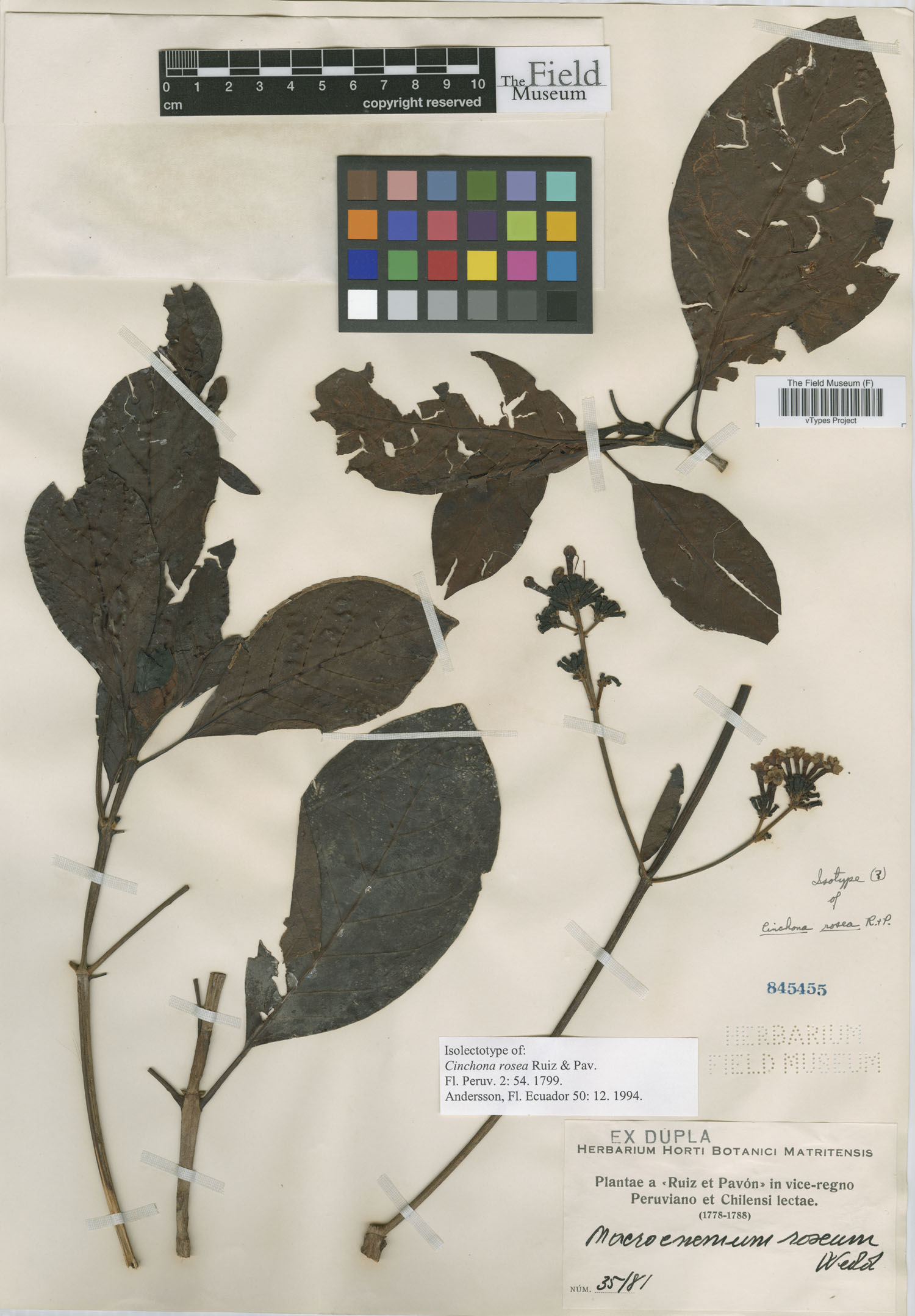 Cinchona rosea image