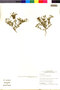 Cryptantha parviflora image