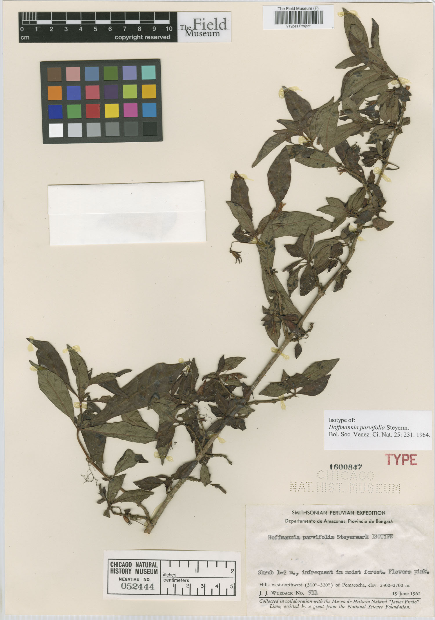 Hoffmannia parvifolia image