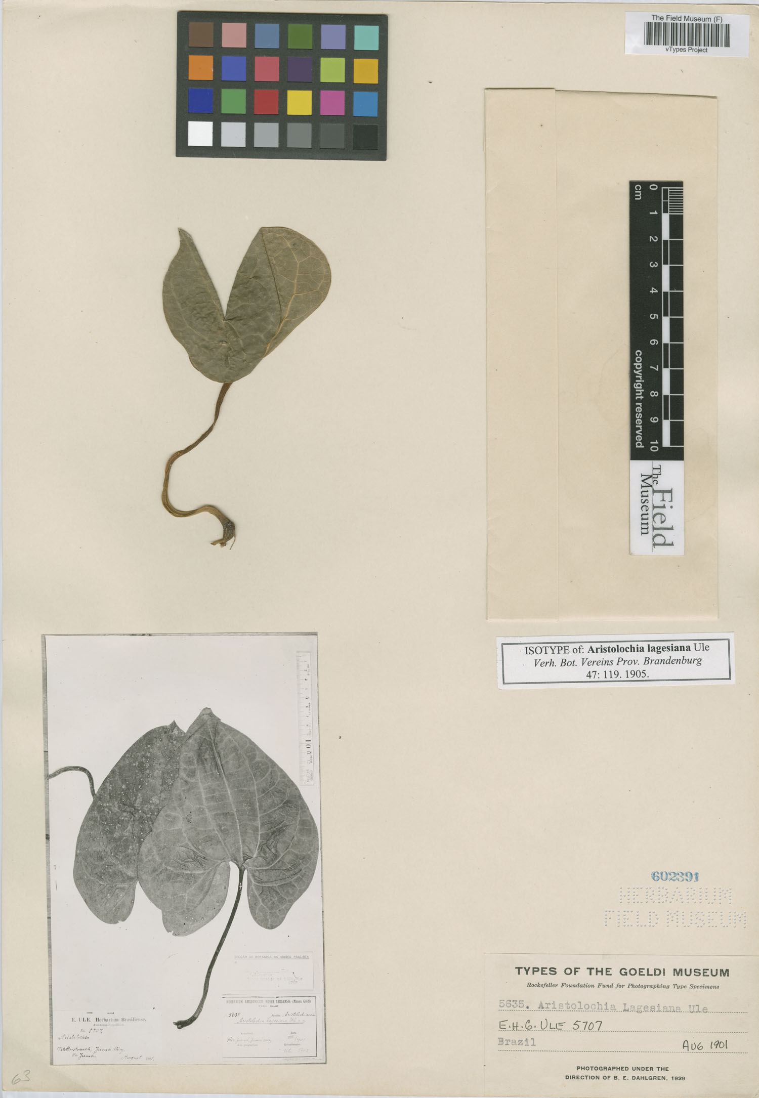 Aristolochia lagesiana image