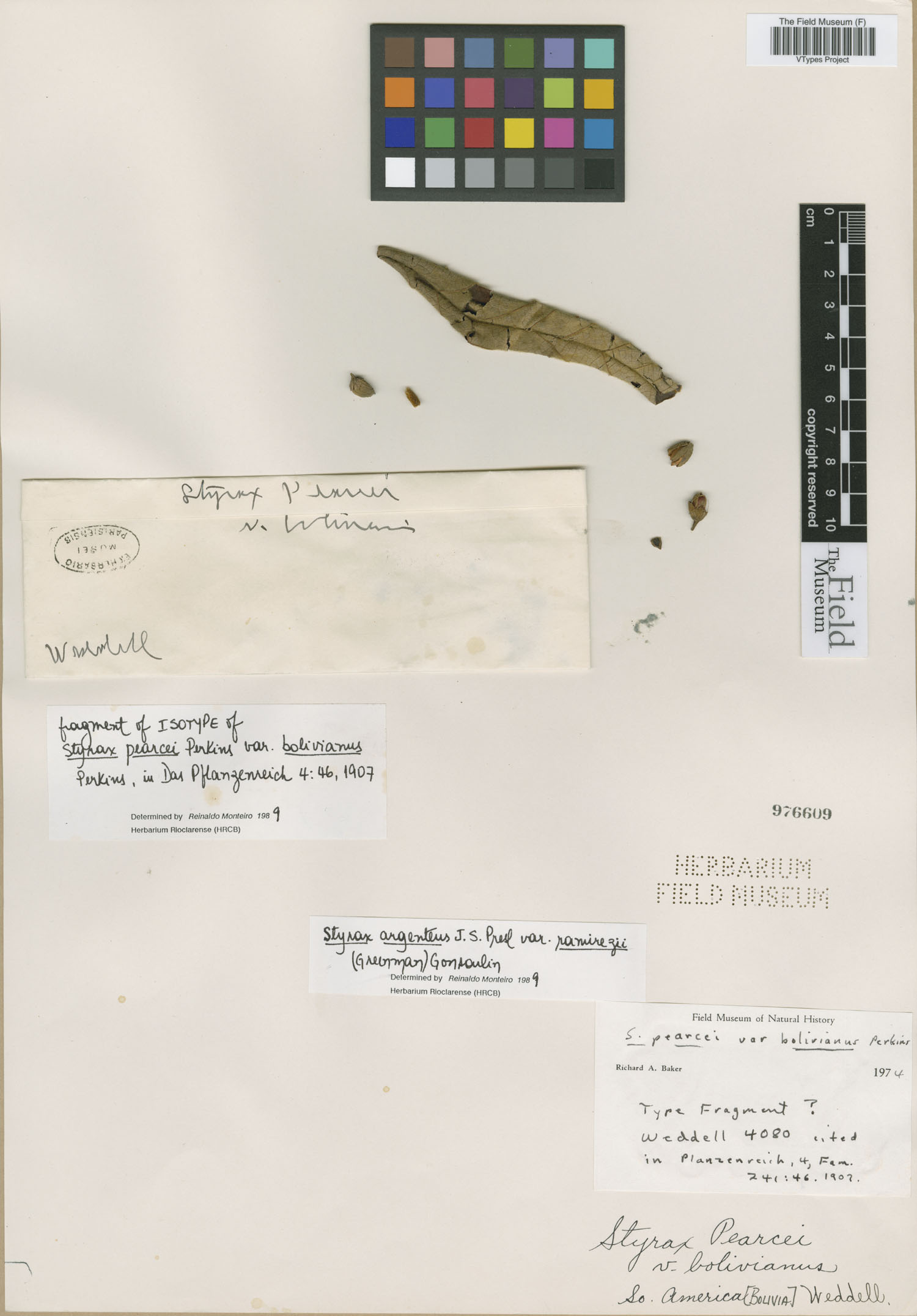 Styrax pearcei var. bolivianus image