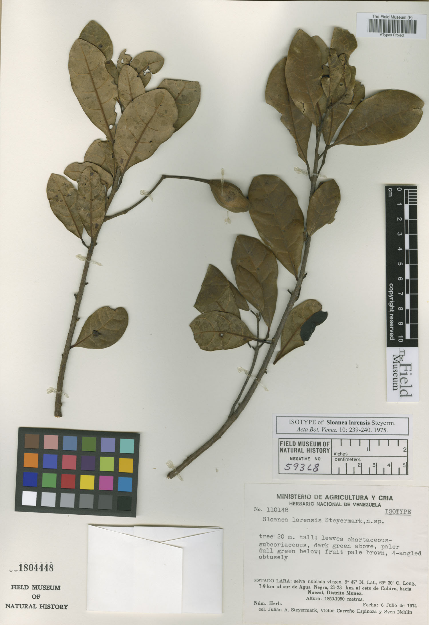 Sloanea larensis image