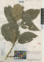 Sloanea guianensis subsp. guianensis image