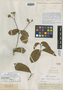 Sloanea laxiflora image