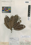 Sloanea floribunda image