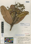 Sloanea crassifolia image