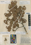 Sloanea fendleriana image