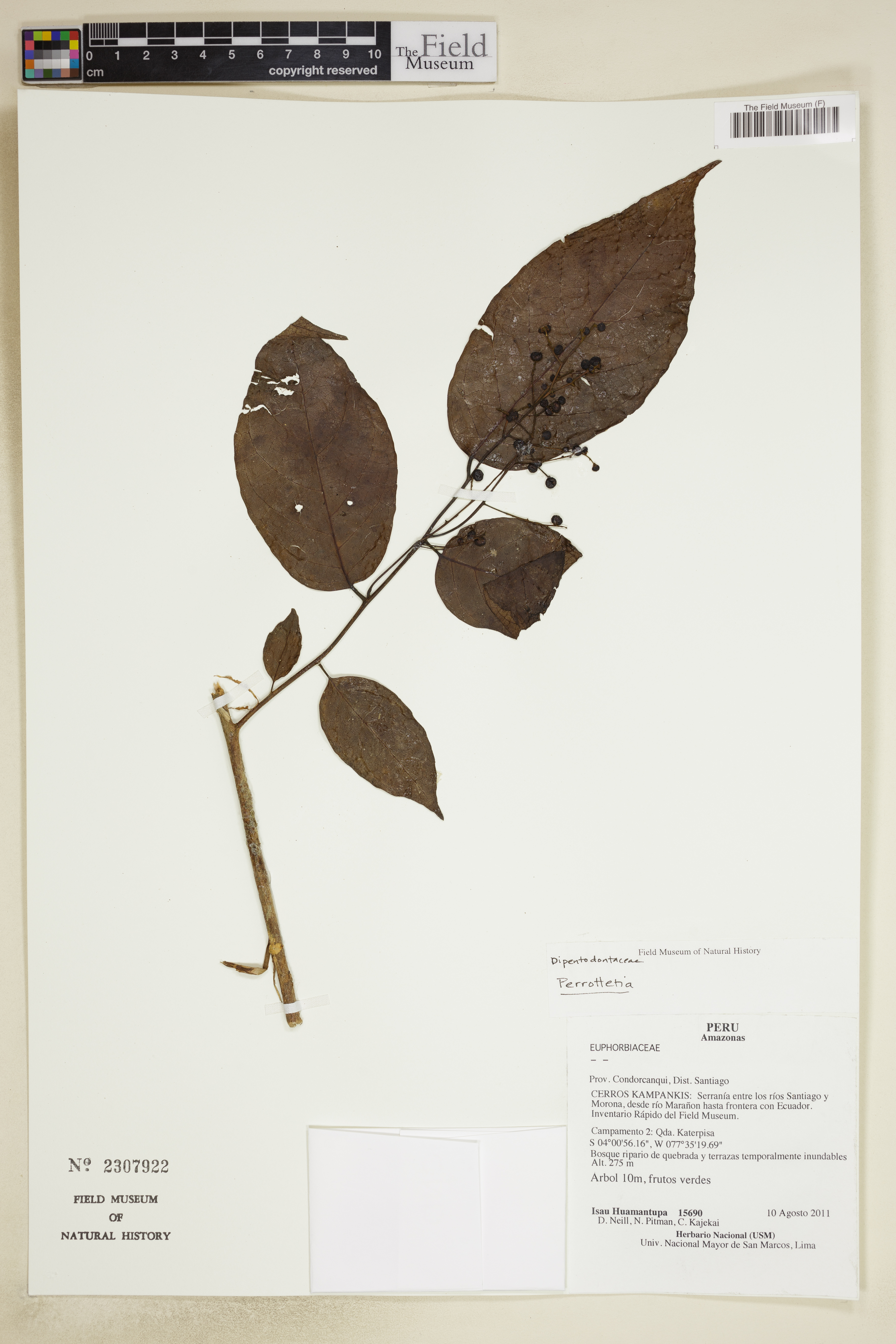 Dipentodontaceae image