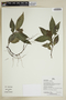 Herpetacanthus rotundatus image