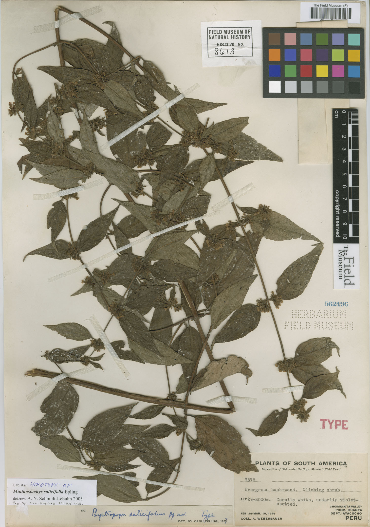 Minthostachys salicifolia image