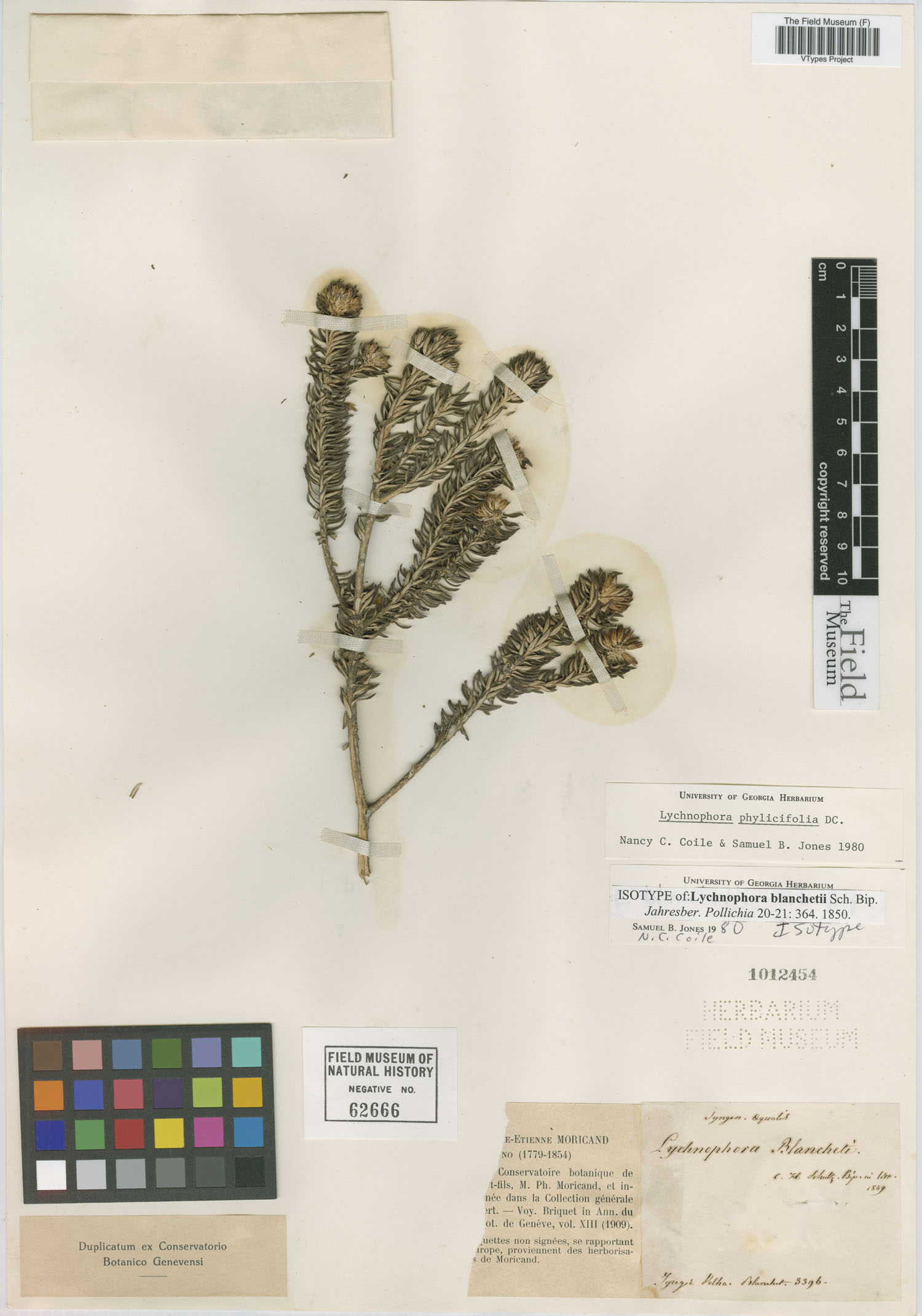 Lychnophora blanchetii image