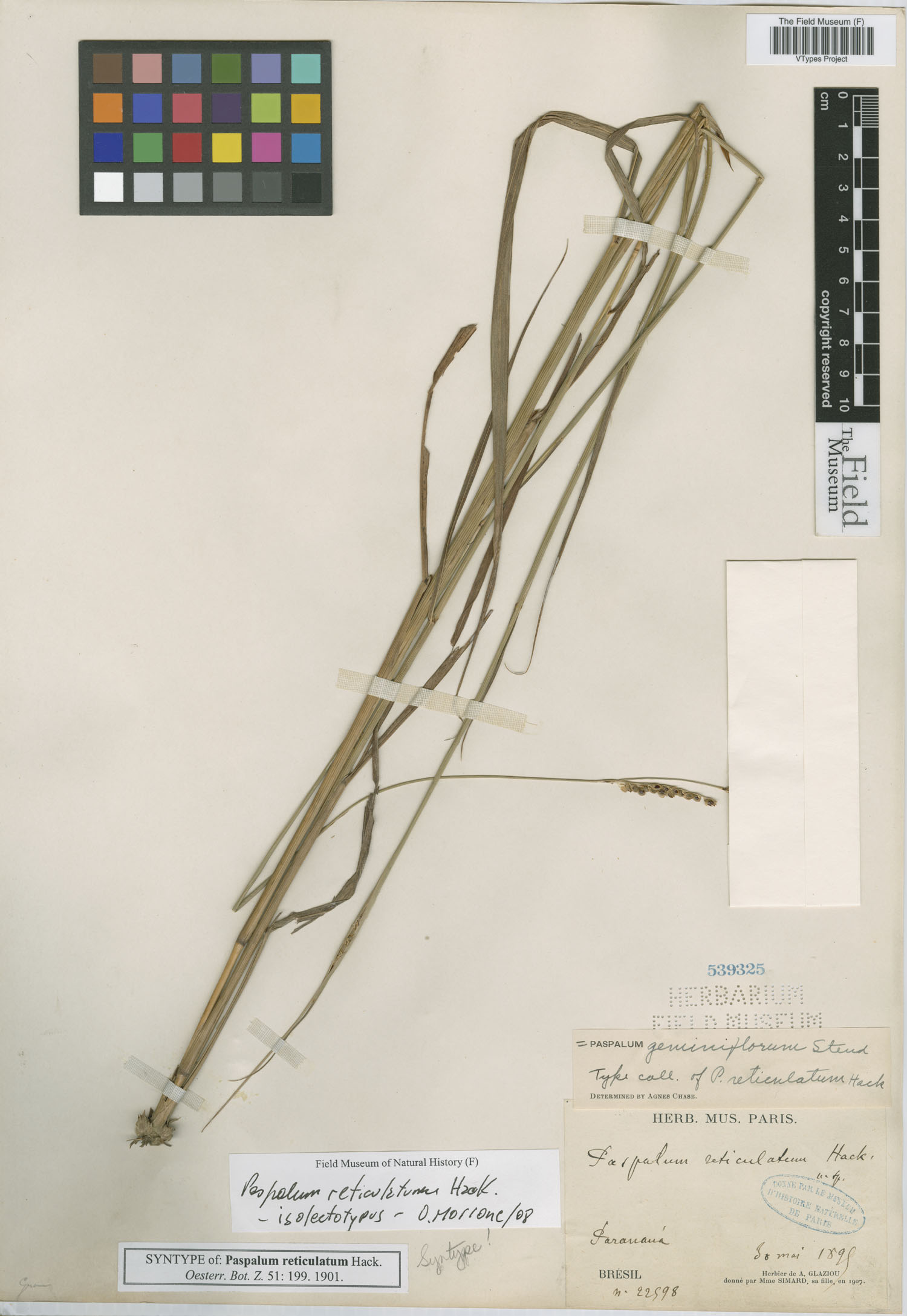 Paspalum geminiflorum image