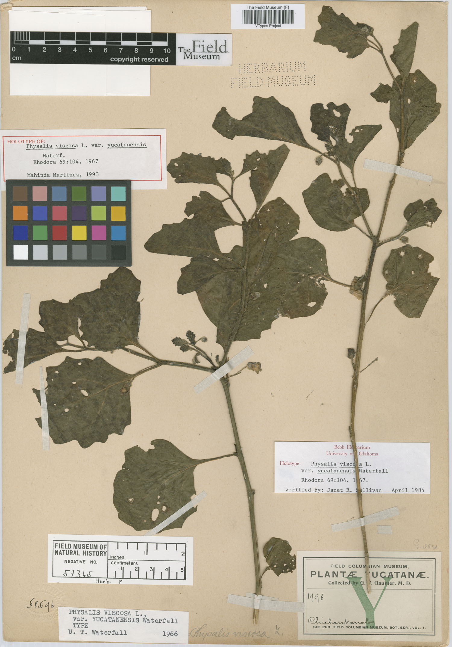 Physalis cinerascens image