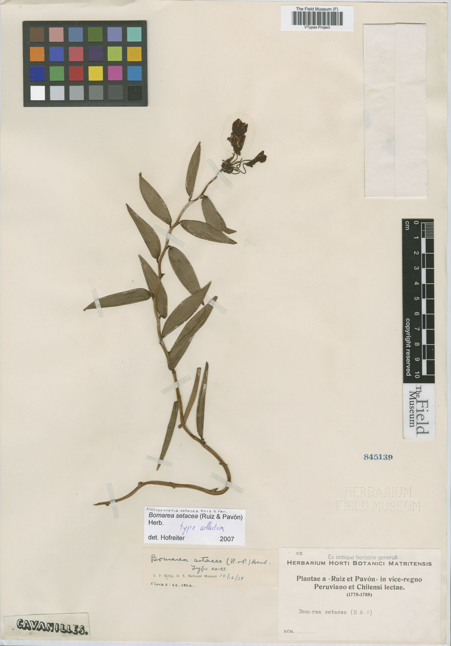 Alstroemeria setacea image
