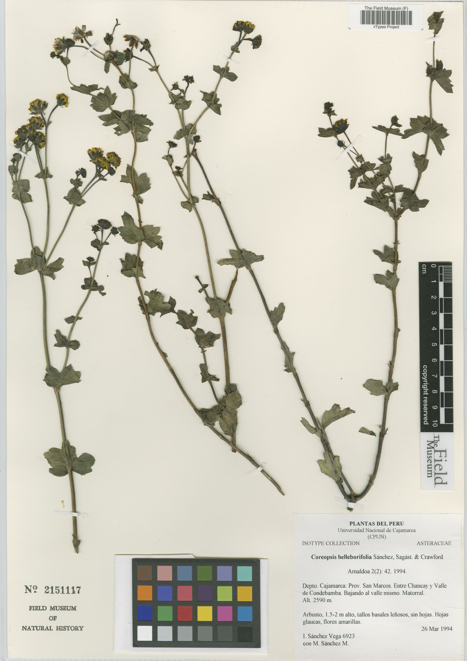 Coreopsis helleborifolia image