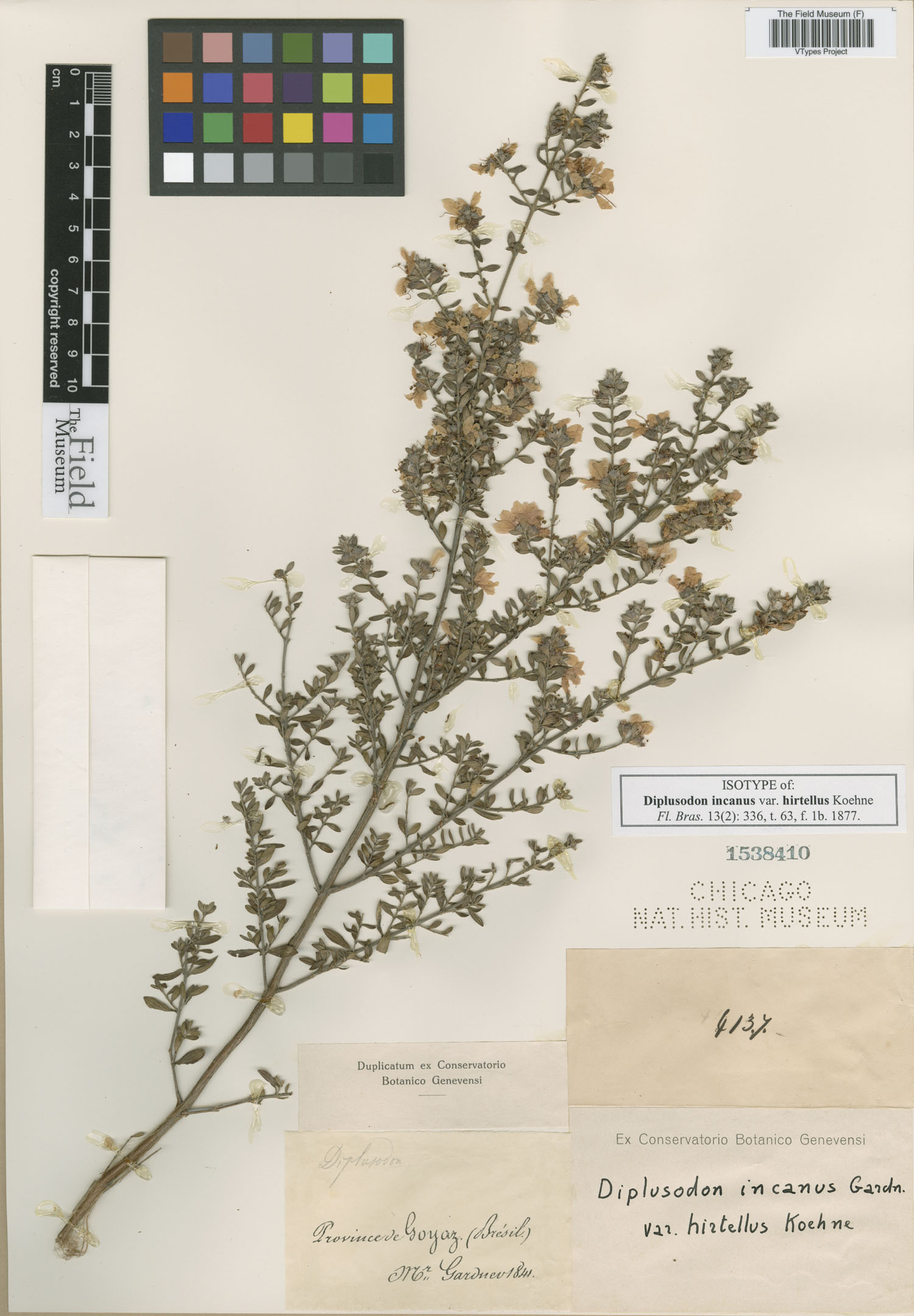 Diplusodon incanus image