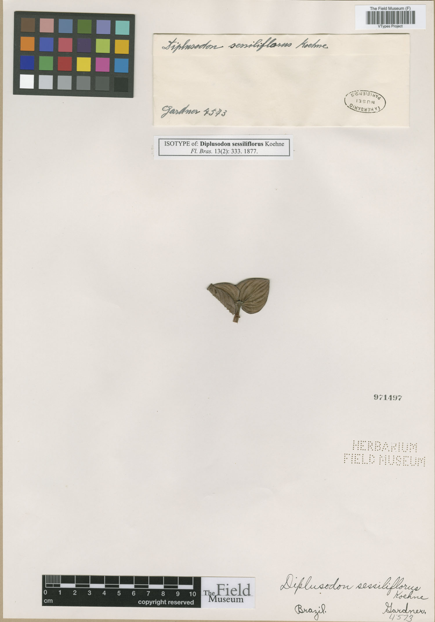 Diplusodon sessiliflorus image