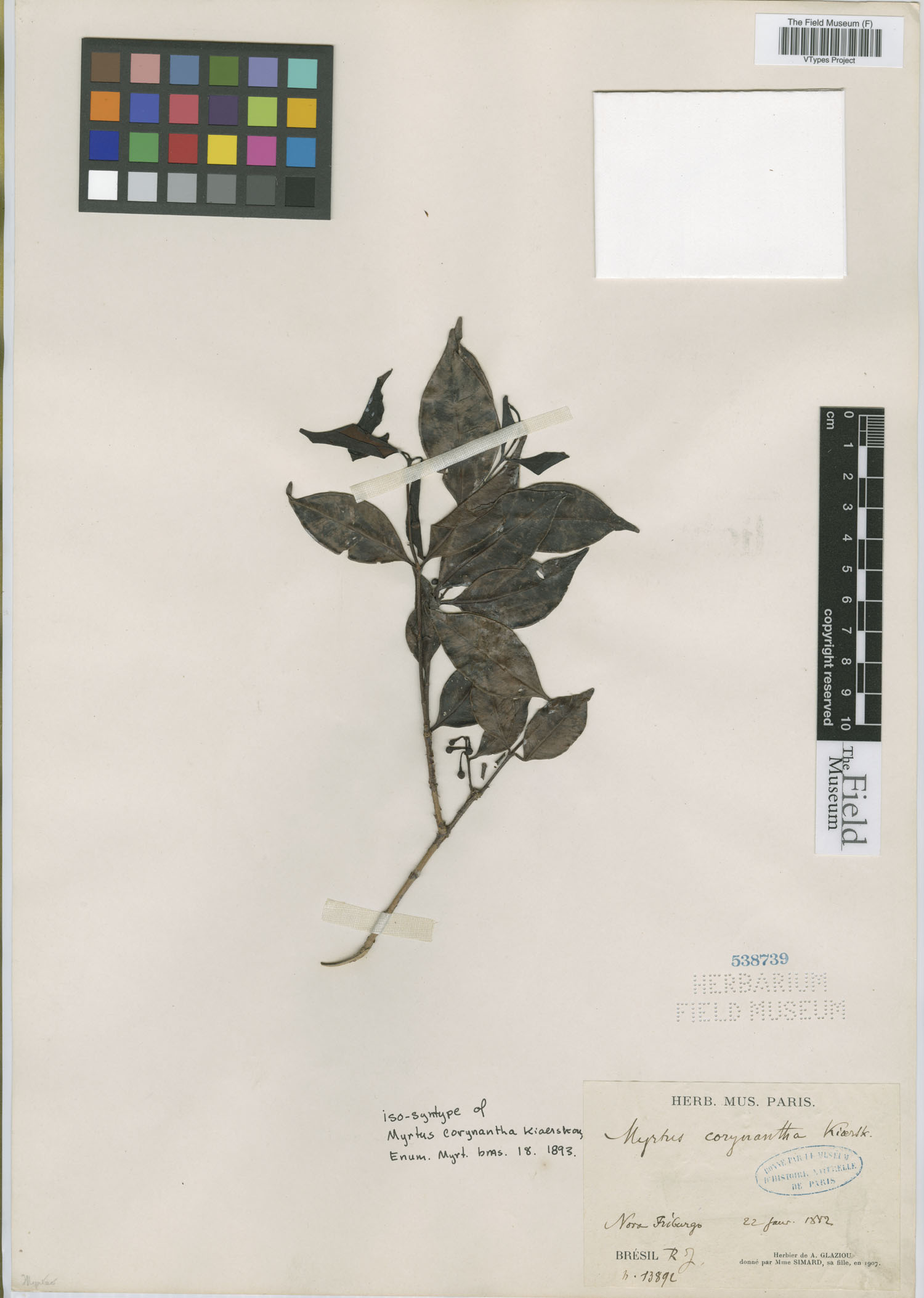 Psidium corynanthum image