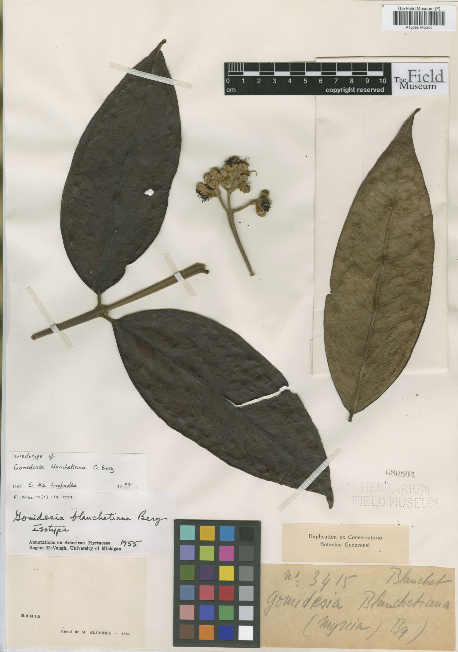 Gomidesia blanchetiana image