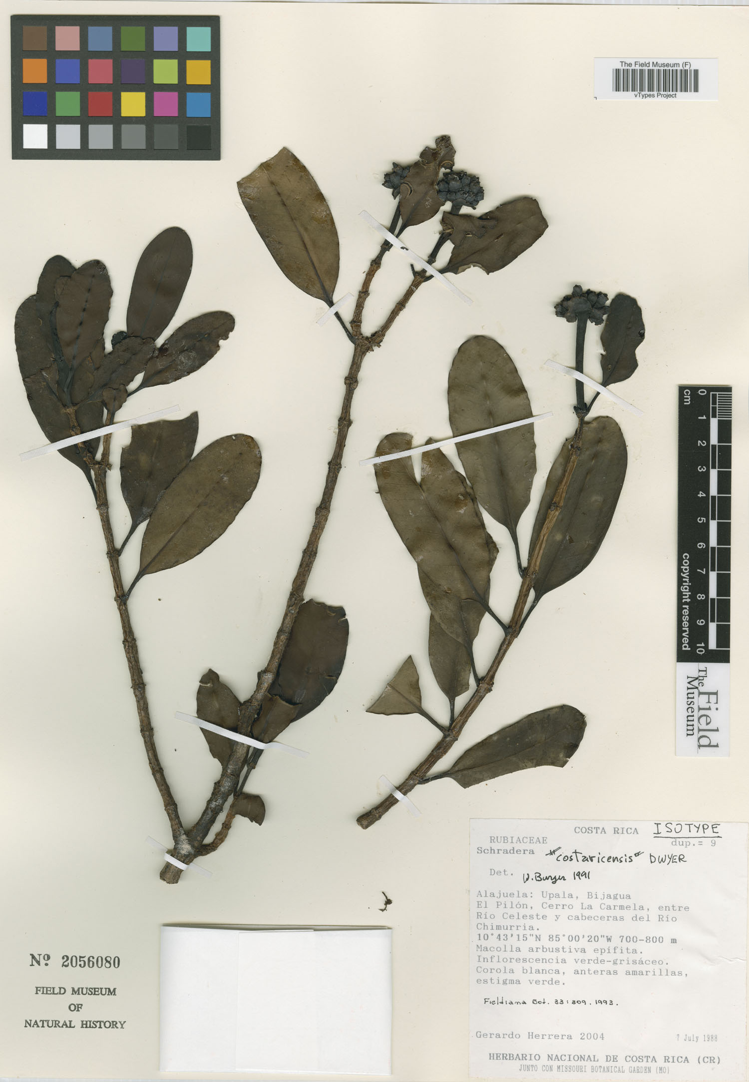 Schradera costaricensis image