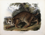 Lynx rufus. Common American Wildcat. Plate 1. The Viviparous Quadrupeds of North America (1846-1854). John James Audubon. Digital reproduction, Oppenheimer Field Museum editions.