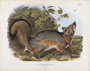 Grey Fox. Plate 21. The Viviparous Quadrupeds of North America (1846-1854). John James Audubon. Digital reproduction, Oppenheimer Field Museum editions.