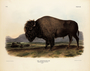 American Bison Bos Americanus. Male, 1/7 natural size. Plate LVI [56]. The Viviparous Quadrupeds of North America (1846-1854). John James Audubon.