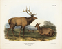 American Elk Wapiti Deer. Cervus canadensis. Male and Female. Plate 62. The Viviparous Quadrupeds of North America (1846-1854). John James Audubon. Digital reproduction, Oppenheimer Field Museum editions.