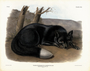 American Black or Silver Fox Vulpes fulvus. Plate 116. The Viviparous Quadrupeds of North America (1846-1854). John James Audubon. Digital reproduction, Oppenheimer Field Museum editions.