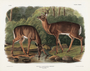 Common or Virginian Deer. Cervus virginianus, Pennant, old male & female. Plate 136. The Viviparous Quadrupeds of North America (1846-1854). John James Audubon. Digital reproduction, Oppenheimer Field Museum editions.