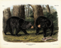 American Black Bear Ursus Americanus Male and female. Plate 141. The Viviparous Quadrupeds of North America (1846-1854). John James Audubon. Digital reproduction, Oppenheimer Field Museum editions.