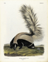 Large Tailed Skunk. Mephitis macroura, Licht, male. Natural size. Plate 102. The Viviparous Quadrupeds of North America (1846-1854). John James Audubon. Digital reproduction, Oppenheimer Field Museum editions.