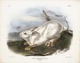 Northern Hare, Winter. Plate 12. The Viviparous Quadrupeds of North America (1846-1854). John James Audubon. Digital reproduction, Oppenheimer Field Museum editions.