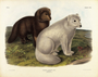 Vulpes lagopus, Arctic Fox Winter and Summer pelage. Plate 121. The Viviparous Quadrupeds of North America (1846-1854). John James Audubon. Digital reproduction, Oppenheimer Field Museum editions.