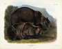 Grizzly Bear. Ursus ferox, Lewis & Clark, male. Plate 131. The Viviparous Quadrupeds of North America (1846-1854). John James Audubon. Digital reproduction, Oppenheimer Field Museum editions.