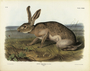 Texan Hare. Lepus texianus, Aud. & Bach, Male. Natural size. Plate 133. The Viviparous Quadrupeds of North America (1846-1854). John James Audubon. Digital reproduction, Oppenheimer Field Museum editions.